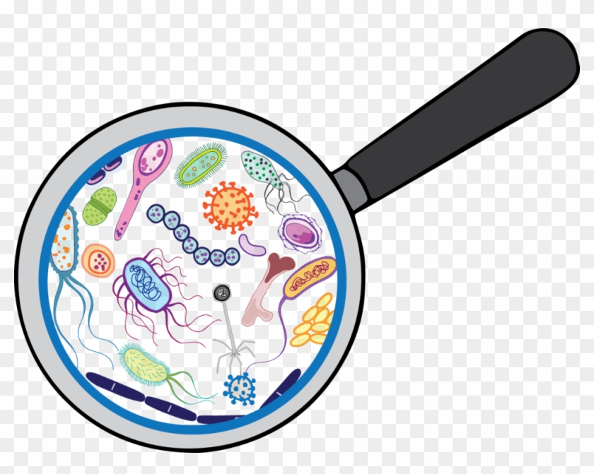 Magnefying Glass-bacteria Clipart #214976