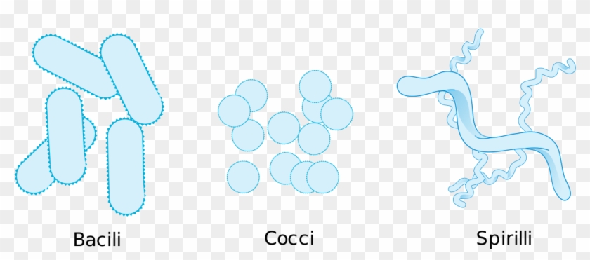 Bacteria Morphologic Forms Simplified - Shape Of Bacteria Clipart