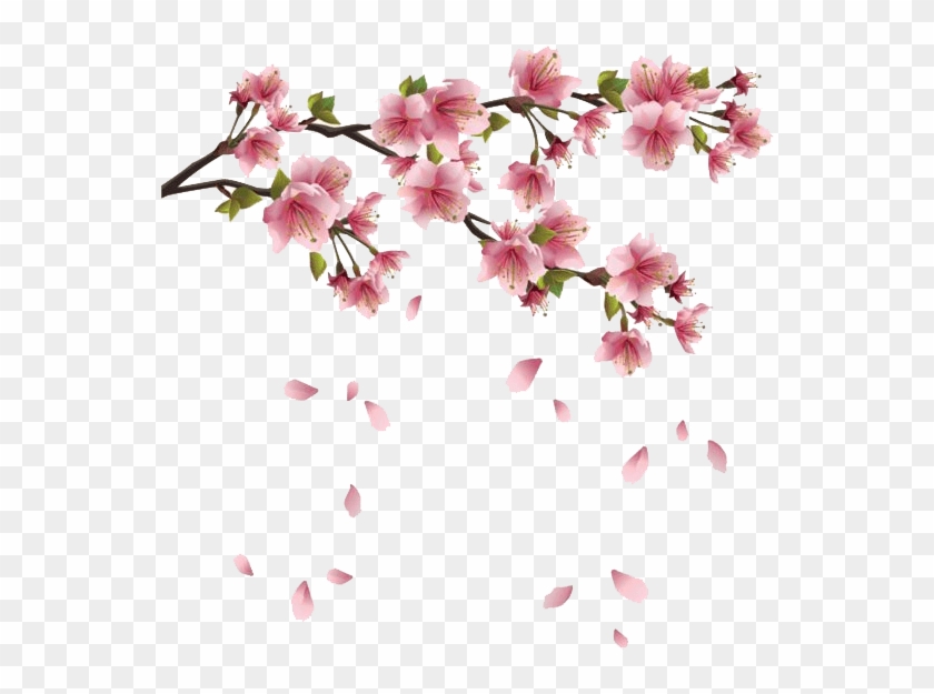 Download - Cherry Blossom Transparent Background Clipart
