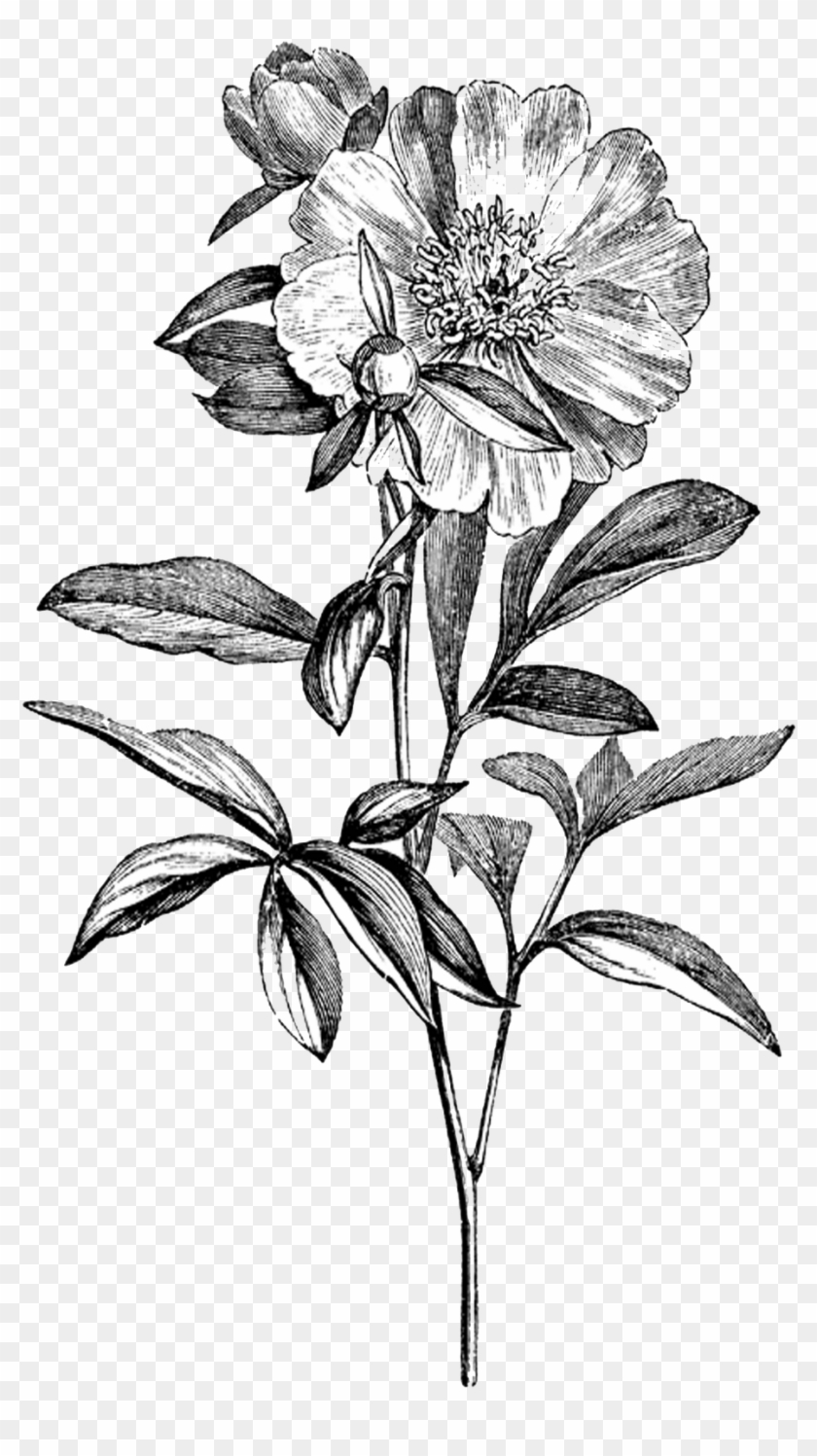 Banner Free Stock Image Png Animal Jam Clans Wiki Fandom - Black And White Flower Illustration Png Clipart