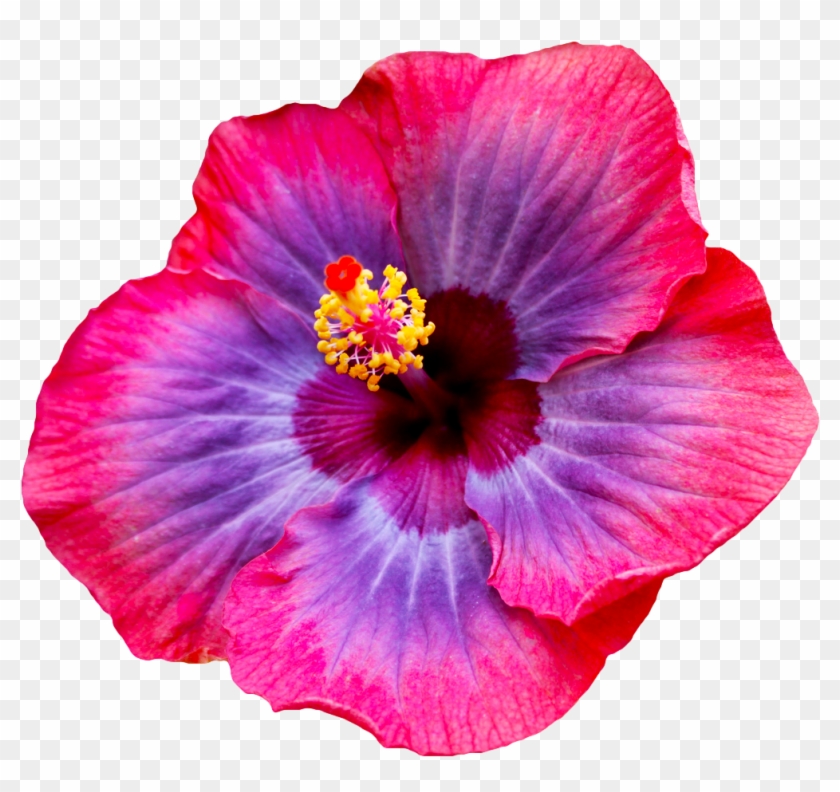 Flower Png Tumblr Flowers - Academy Feat Quinn Xcii Sweet Talk Evan Gartner Remix Clipart