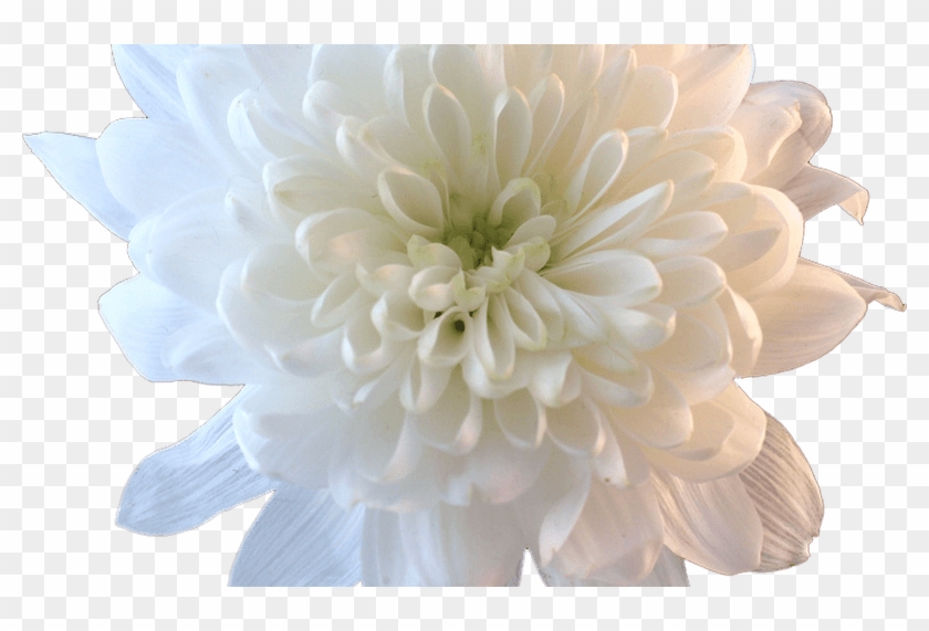 Beautiful Aesthetic People With White Flowers Pictures - Transparent Flowers White Clipart
