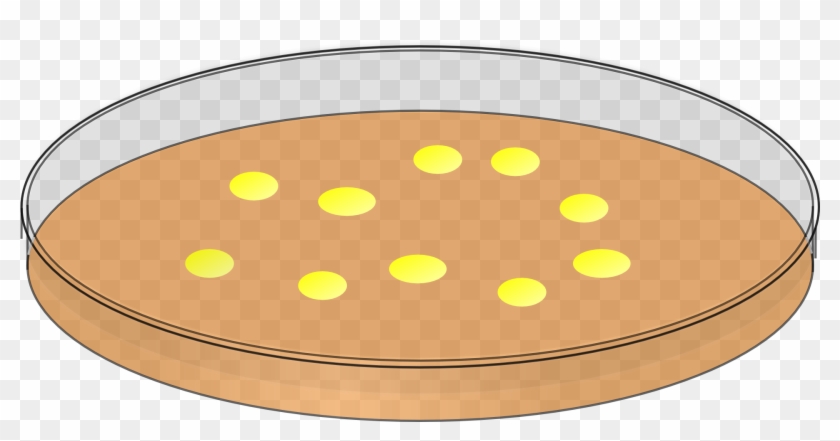 Bacteria Clipart Agar Plate - Petri Dish Bacteria Clip Art - Png Download
