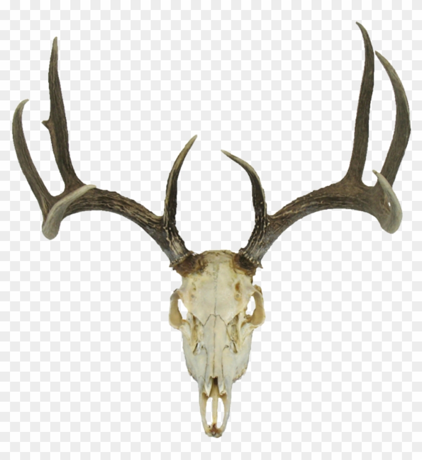 Deer Skull Drawing Earth Clipart - Transparent Animal Skull Png #215628