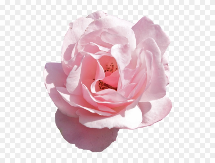 Tumblr Path Decorations Pictures - Pink Flowers Aesthetic Transparent Clipart