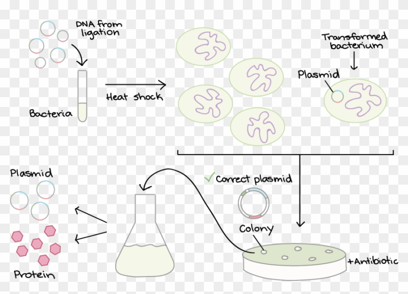 Specially Prepared Bacteria Are Mixed With Dna - Transformacion Bacteriana Clipart #215681