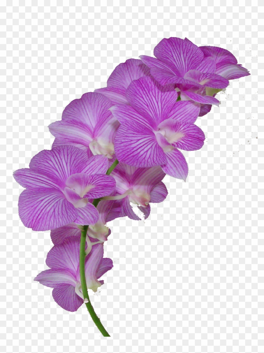 Purple Network Nature The Flower Png Crown - Purple Tumblr Transparent Flowers Clipart