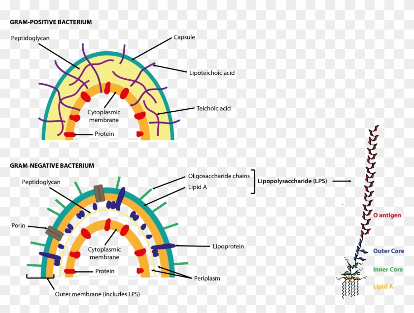 Cell Walls Of Gram Positive And Gram Negative Bacteria - Lipopolysaccharide In Bacteria Clipart #216045