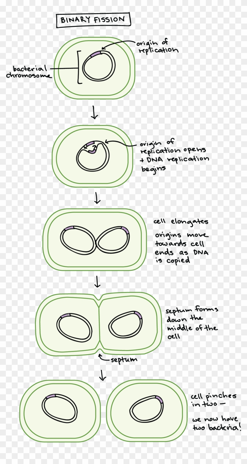 We See The Intact Bacterial Chromosome - Podział Komórki Bakteryjnej Clipart #216410