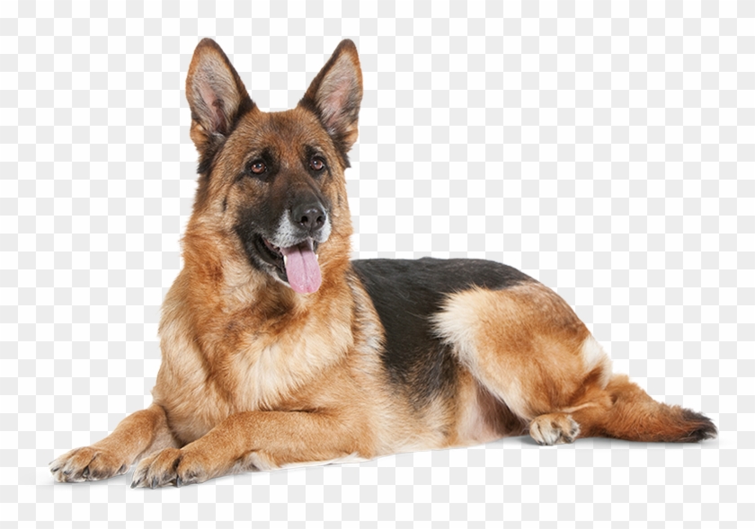German Shepherd Png - Dog German Mature Clipart #216460