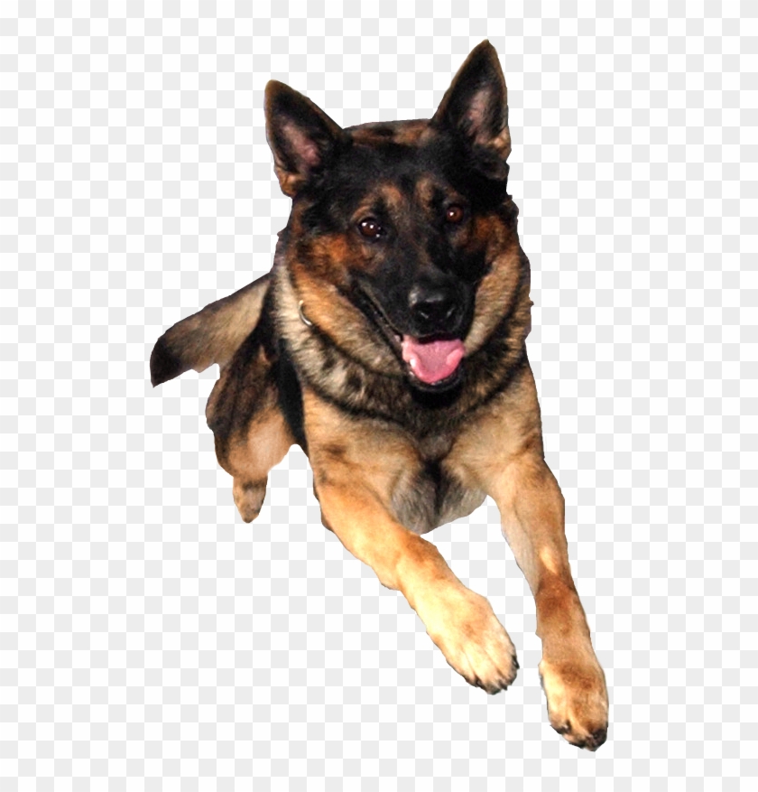 German Shepherd Png High-quality Image - German Shepherd Puppy No Background Clipart #216487