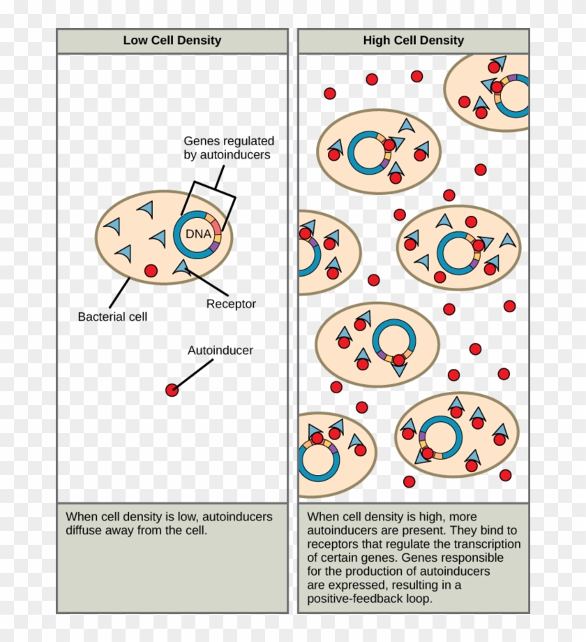 Autoinducers Are Small Molecules Or Proteins Produced - Bacterial Cell Cell Communication Clipart