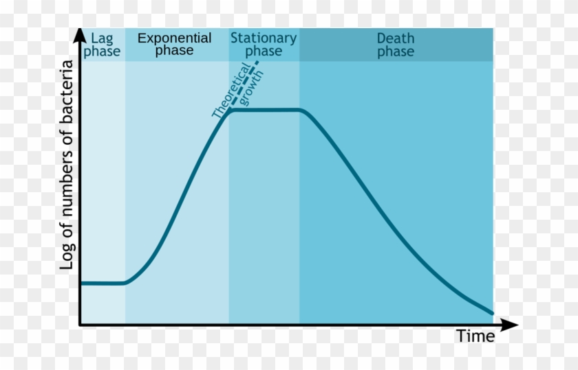 Bacterial Growth Curve Clipart