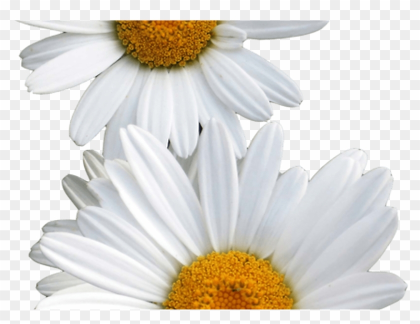 Transparent Other Edits Pinterest Flowers Clipart
