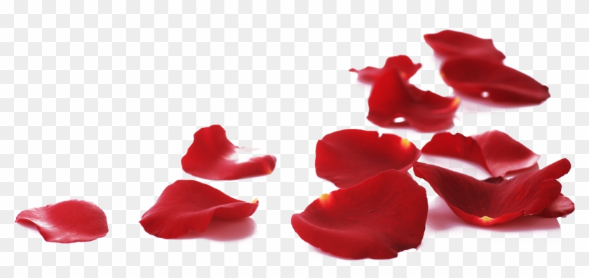 Png Imges Free Download - Menow Rose Bb Cream Clipart #216614