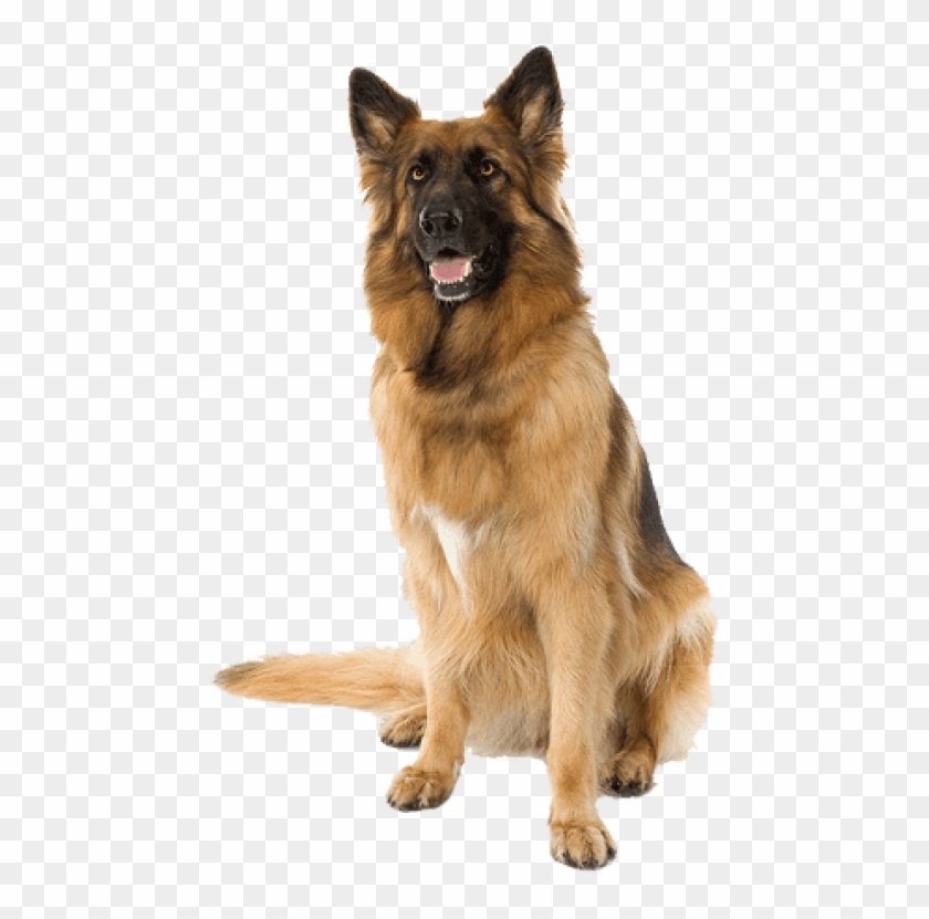 Download German Shepherd Dog Png Images Background - Dog Png Full Hd Clipart #216750