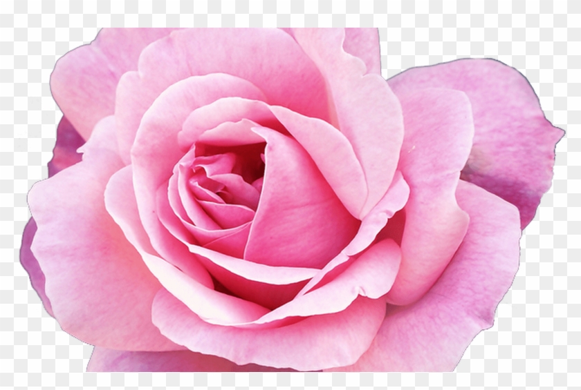 Pink Flower Tumblr For Free Download On Mbtskoudsalg Clipart