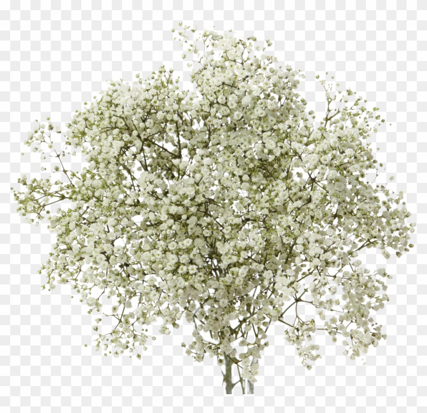 Baby's Breath Flowers Png Transparent Background - Cow Parsley Clipart #216932