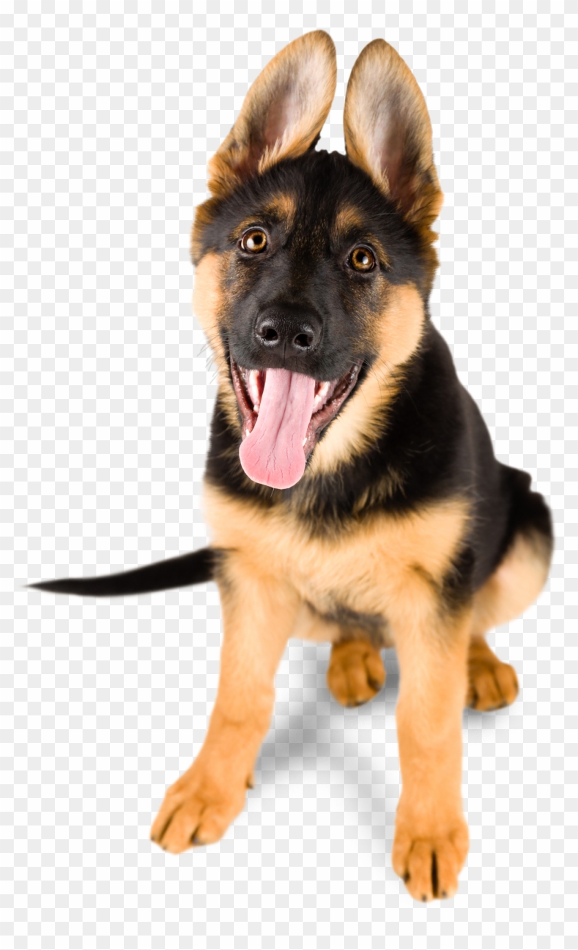 German Shepherd Picture Gallery - German Shepherd Puppy Png Clipart