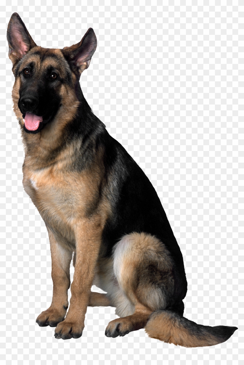 german shepherd dog png