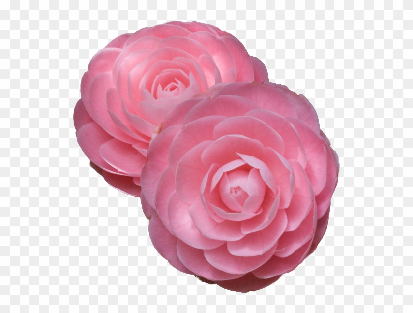 75 Images About Flower Png - Camellia Flower Transparent Background Clipart