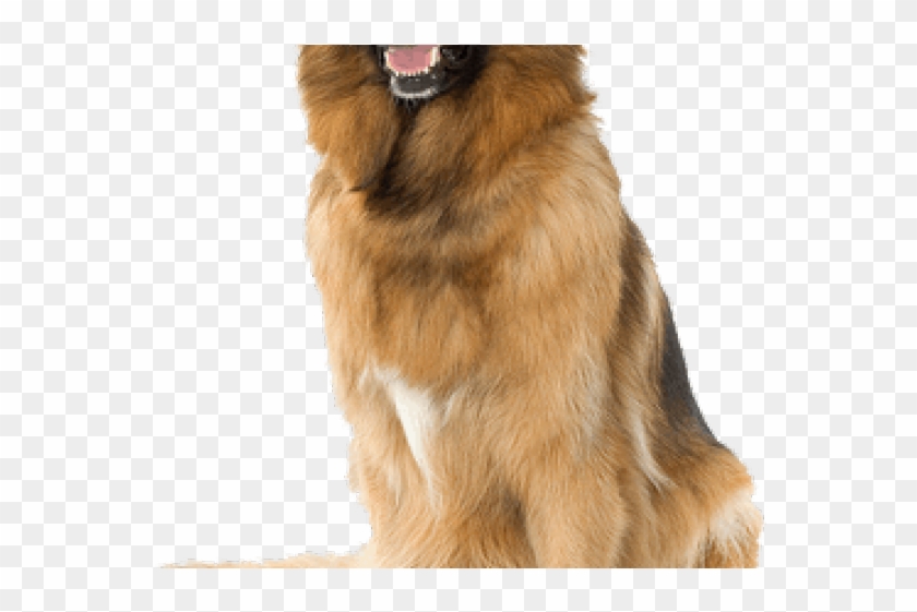 German Shepherd Clipart Transparent Background - Dog Png Background