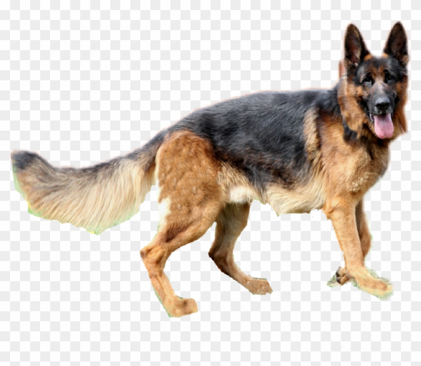 German Shepherd Png Clipart #218077