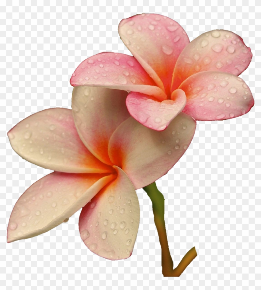 Png Freetoedit Flower Flowers Soft Raindrops Rain - Good Morning Araliya Flower Clipart #219377