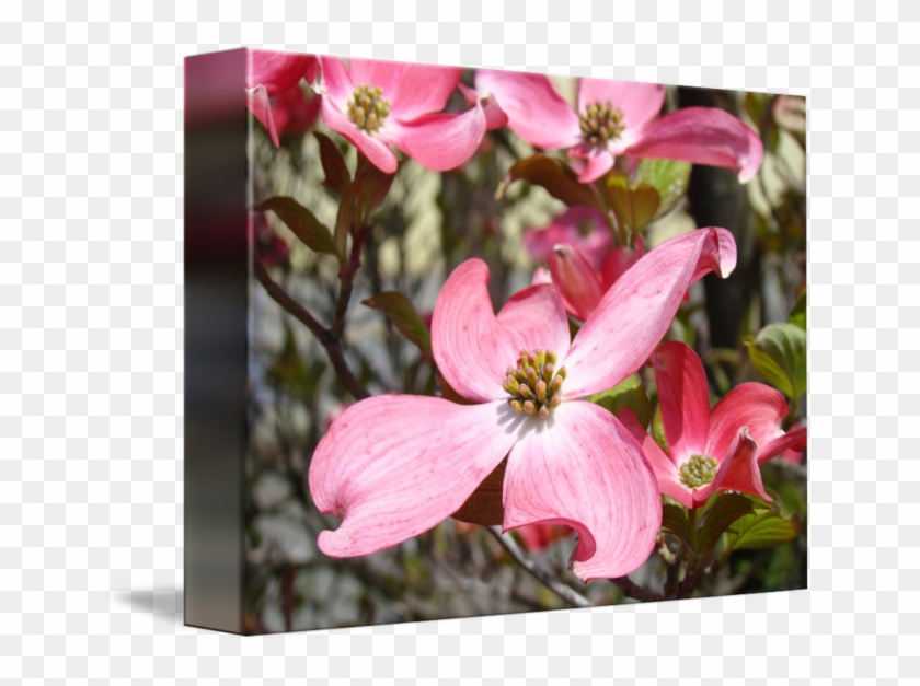 650 X 547 5 - Flowering Dogwood Clipart #2100212