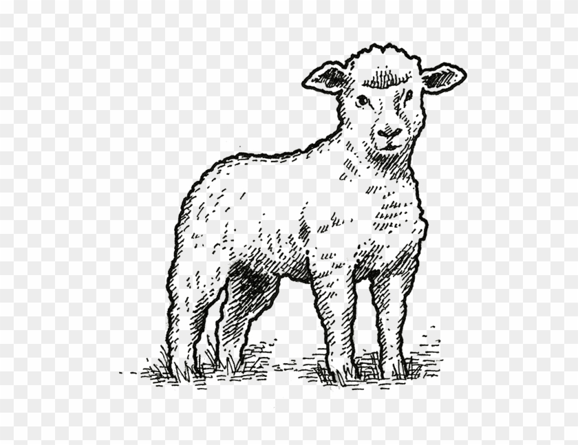 Every Thursday Morning For More Than 10 Years, The - Sheep Clipart #2100951