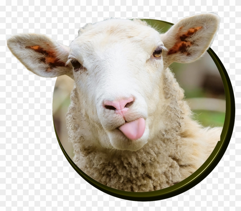 Sheep Clipart #2101026