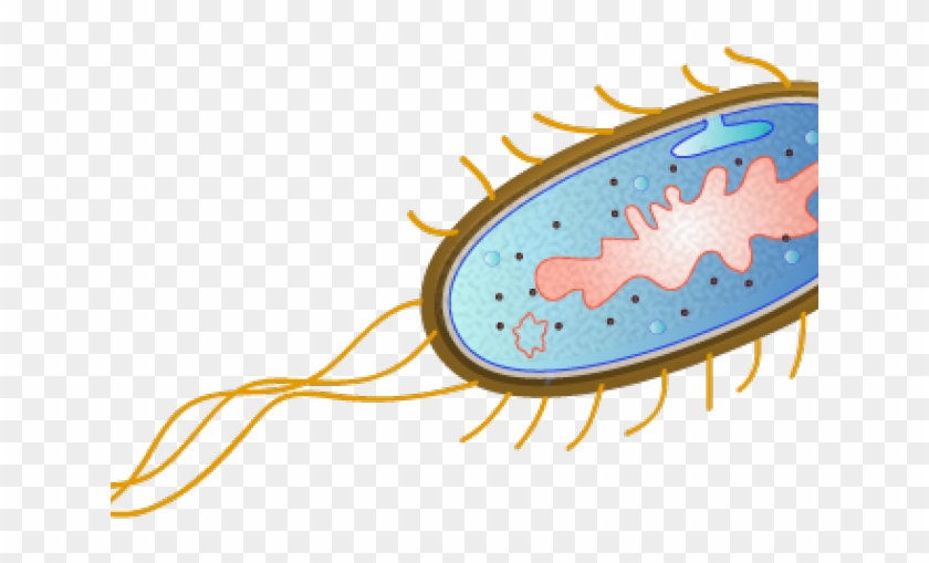 Escherichia Coli Clipart Microbiology - E Coli Bacteria Png Transparent Png #2101631