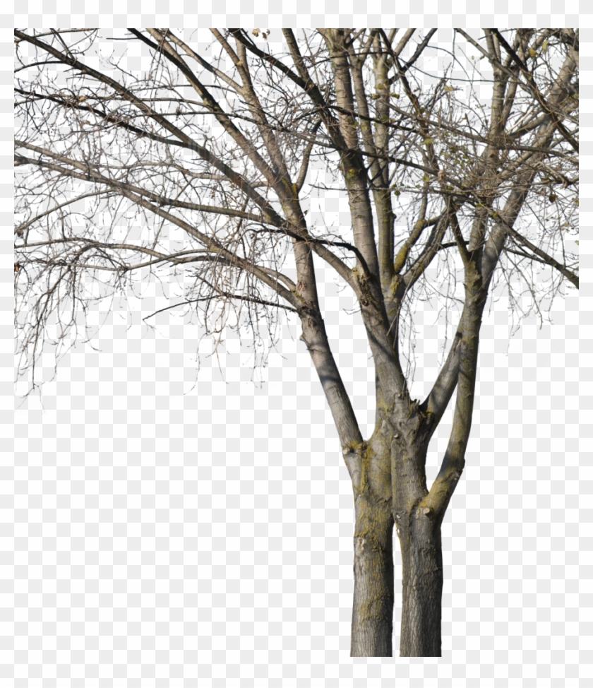 Deciduous Trees Group Winter Ii - Wood Clipart #2103197