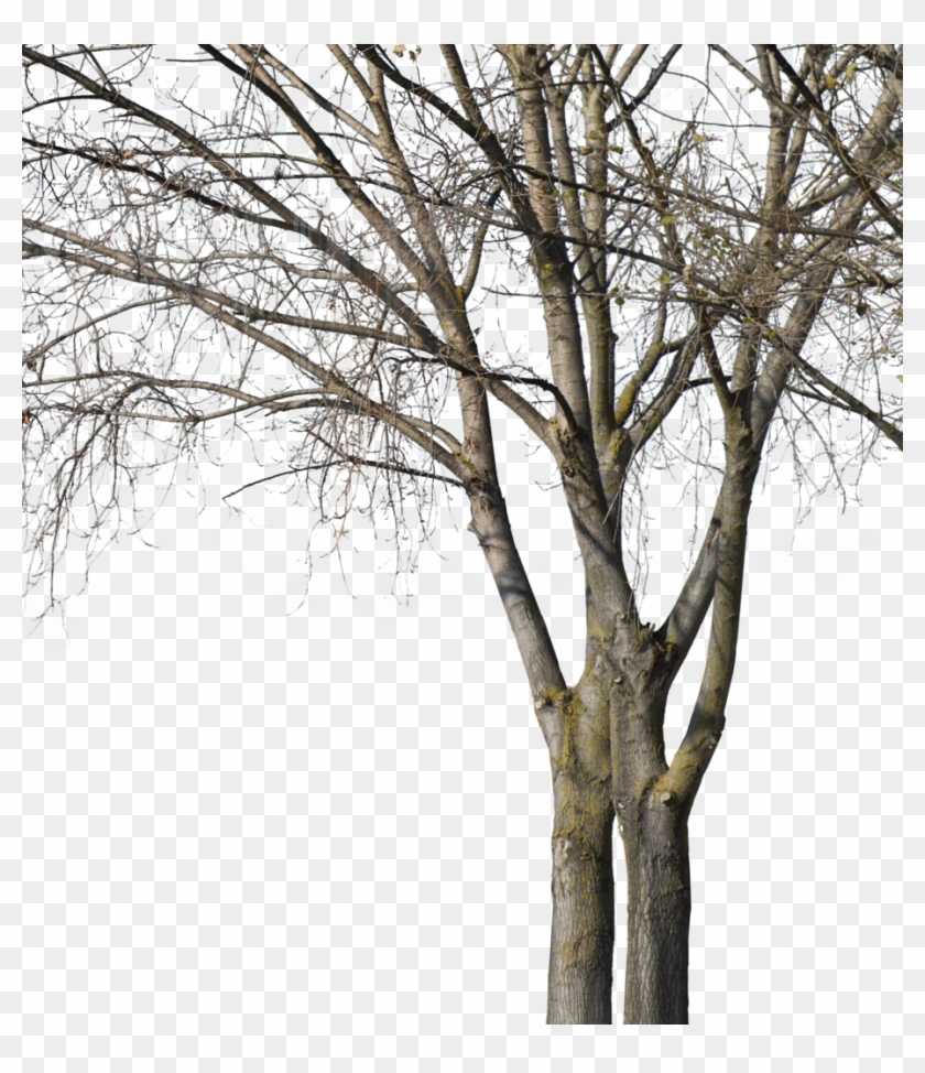 Deciduous Trees Group Winter Ii - Wood Clipart