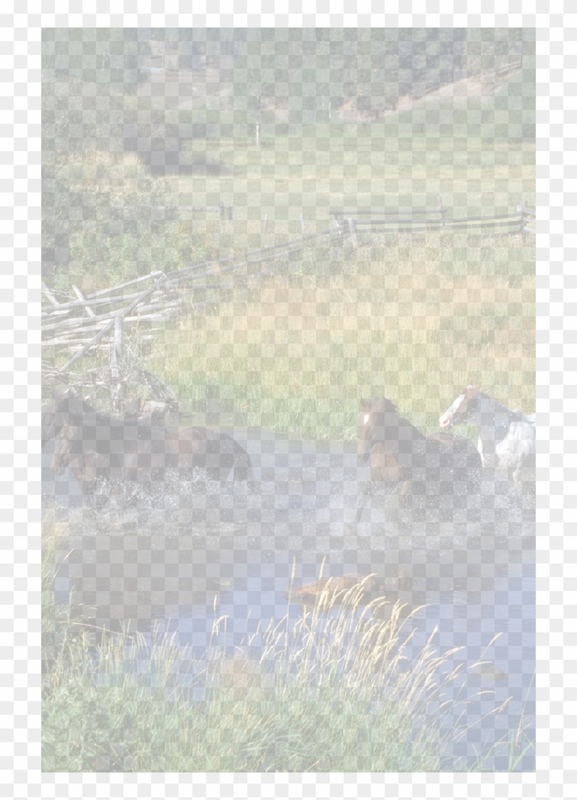Horse - Herd Clipart #2103496