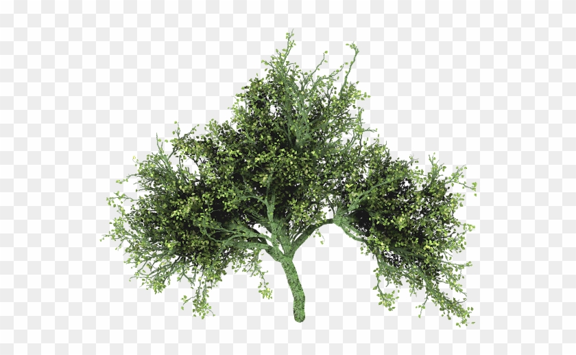 Http - //lh4 - Ggpht - Com/ - Tree1 800×457 - Plane Clipart