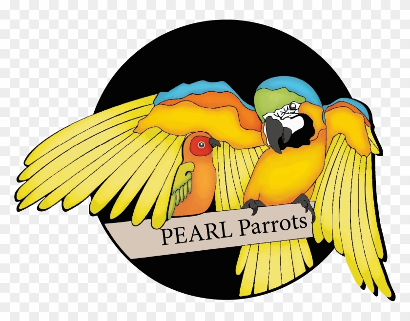 Pearl Parrot Clipart #2103671