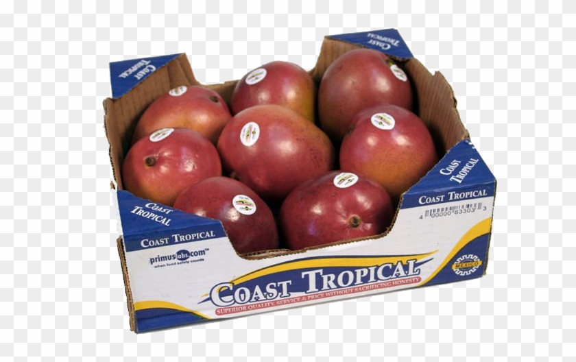 Coast Tropical Clipart #2103711