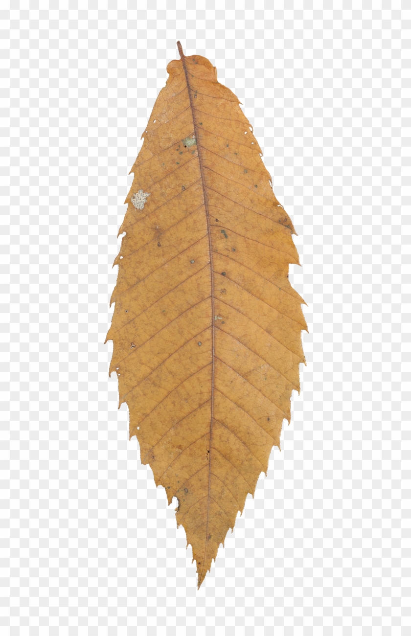 Vegetation Leaf Dry 01 - Sweet Birch Clipart #2103968