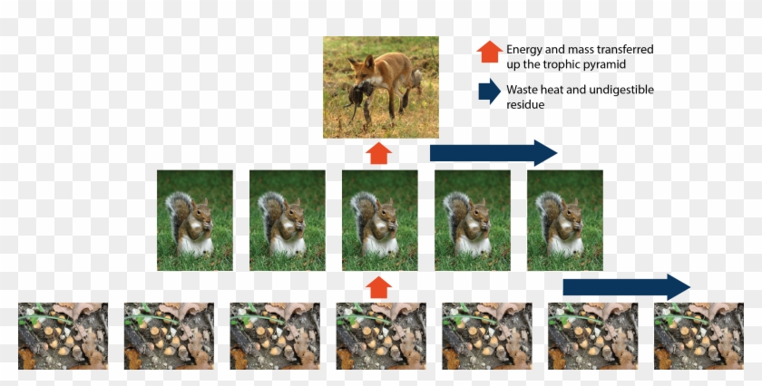 View Original Image At Full Size - Macaque Clipart