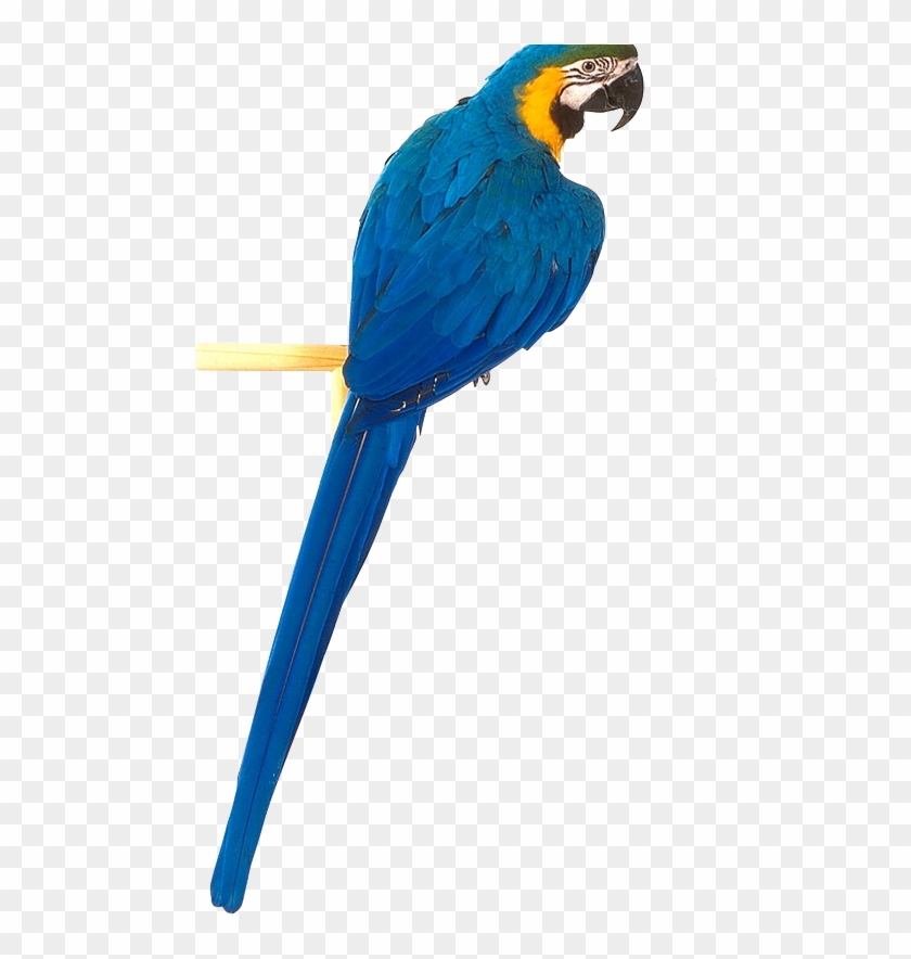 Parrot Clipart Blue And Yellow - Yellow Blue Parrot Png Transparent Png #2104202