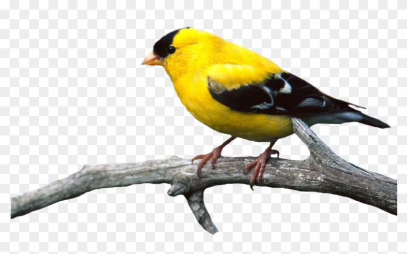 Bird Png Image Clipart