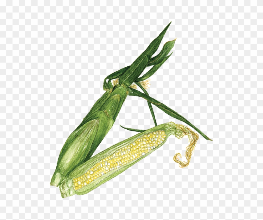 Bicolor Sweet Corn Clipart