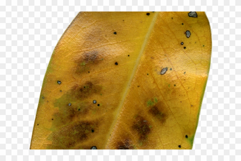 Autumn Leaves Clipart Dry Leave - American Aspen - Png Download