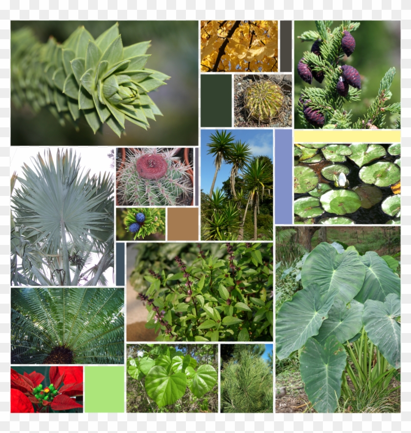 Leaf - Non Flowering Plants Chart Clipart #2104575