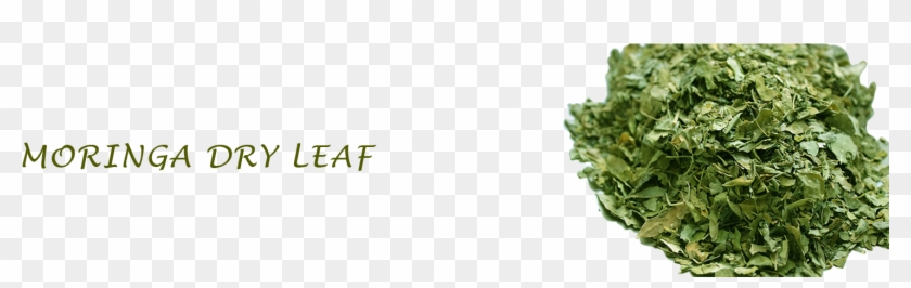 Second Slide - Dried Moringa Leaves Clipart