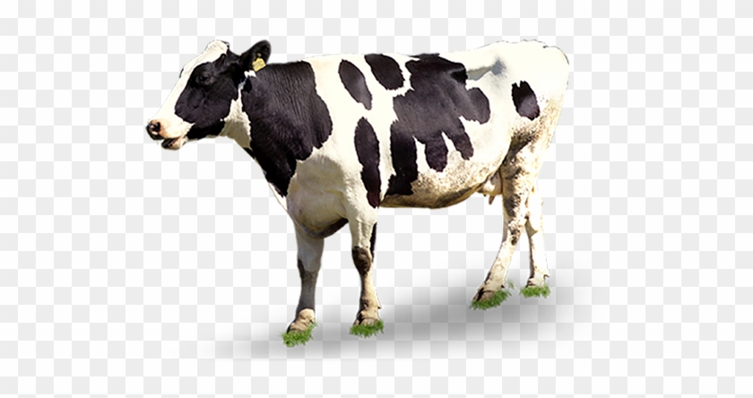 Cow Bulk Png Images - Dairy Cow Cow Png Clipart #2105059
