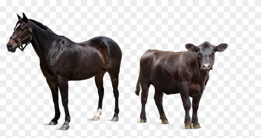 Horse And Cow - Stallion Clipart #2105106