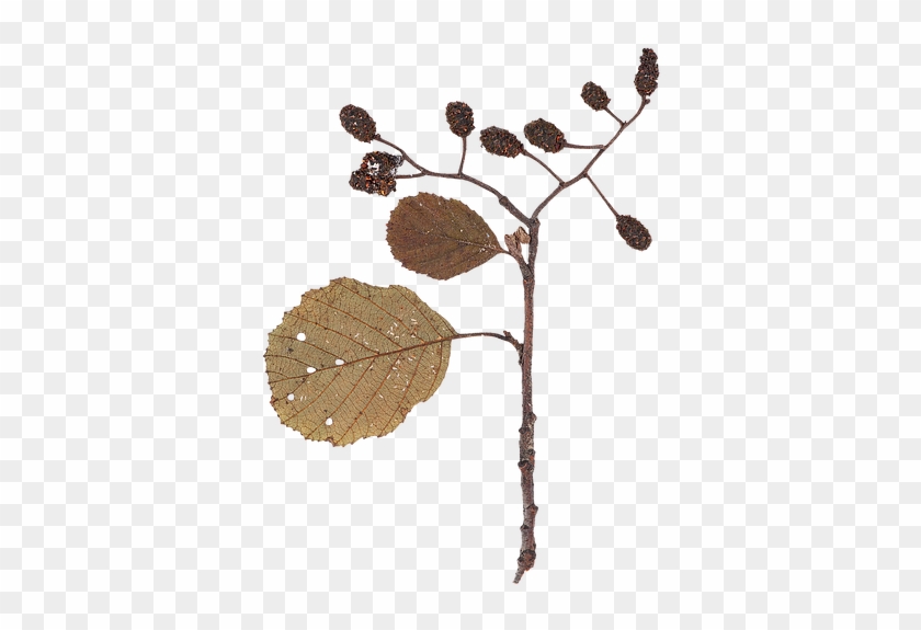 Dry Leaf - Hazel Alder Clipart