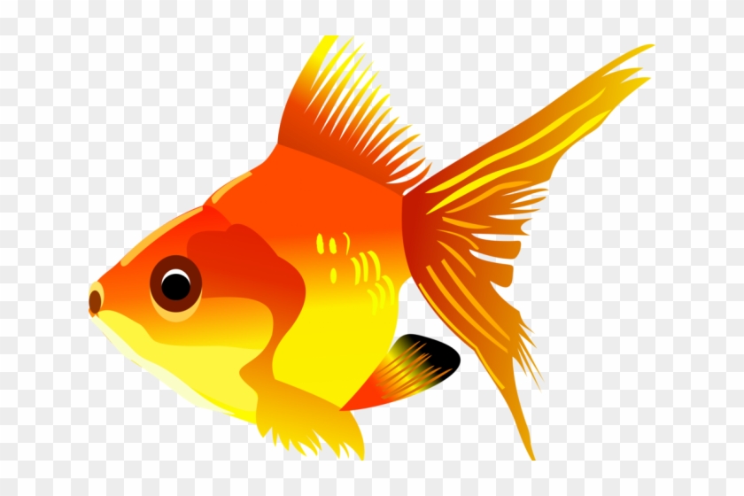 Drawn Goldfish Real Fish - Fish Clipart Transparent Background - Png Download #2105639